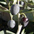 Olive Kalamata Fruit Tree Seeds. 