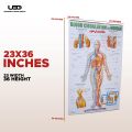 Blood Circulation System in Humans Wall Chart | HD Wall Poster Presentation on 200 grams Laminated card 23*36 inches. 