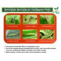 Sundi سنڈی Pest killing Powder  Emamectin Benzoate for Lepidoptera Pests 10 Gram Powder. 