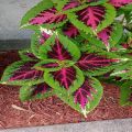 Premium Sun Watermelon Coleus Plant Seeds. 