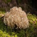 Cauliflower Mushroom Spawn Seeds. 
