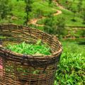 Japanese Sencha Green Tea, Loose Leaf Green Tea. 