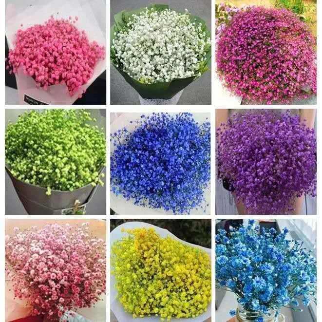 30+%20Gypsophila%20/%20Baby%20Breath%20Mix%20Color%20Flower%20Seeds%20Home%20Kitchen%20Gardening%20-%20Image%204