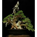 Rare Beautiful Juniper Bonsai Tree Seeds. 