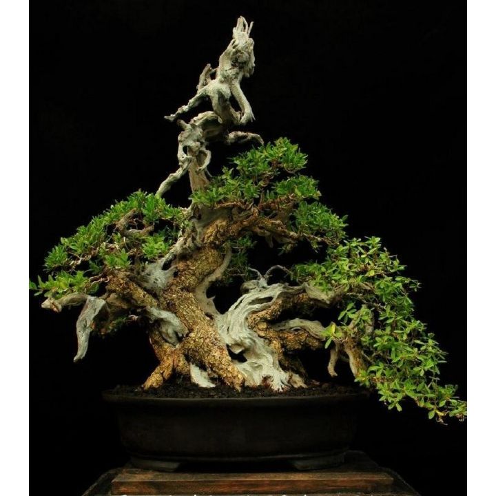 Rare Beautiful Juniper Bonsai Tree Seeds