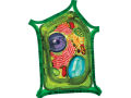 4D Vision Plant Cell Anatomy Model Learning Educational. 