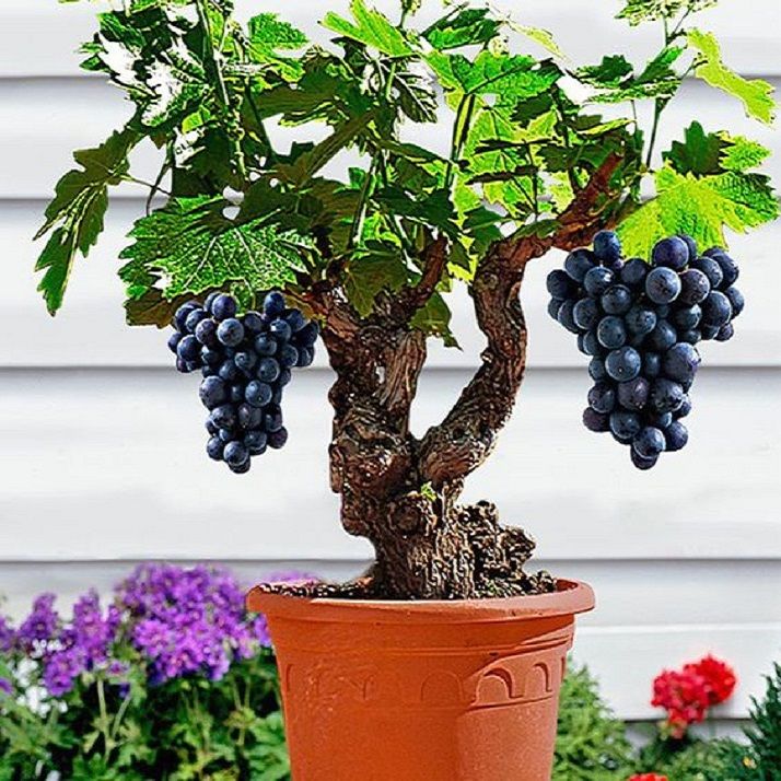 Grapes Salmo Dwarf Black Fruit Tree Seeds | Daraz.pk
