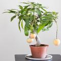 Bonsai Mango Tree Seeds. 