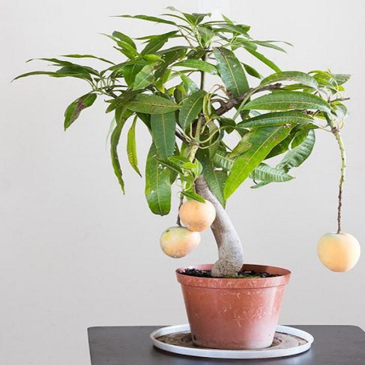 Bonsai Mango Tree Seeds