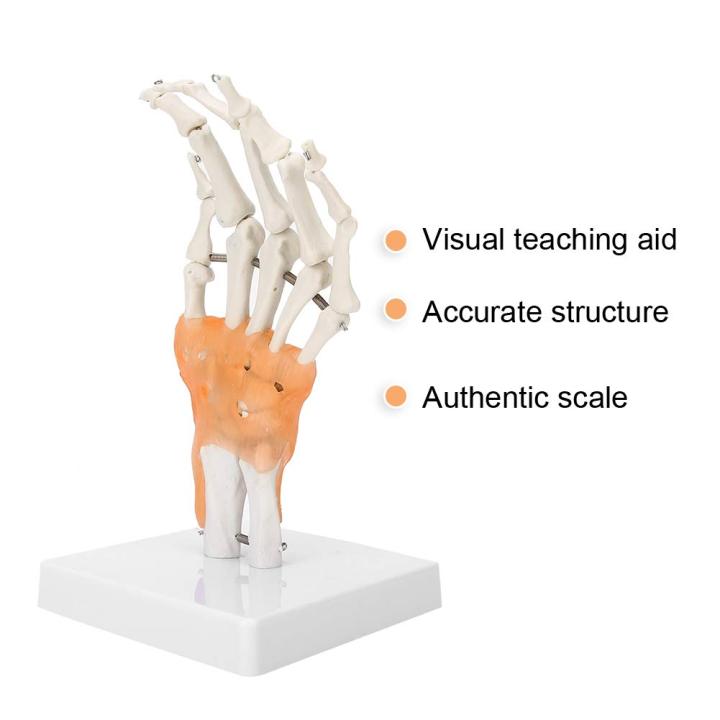 Human%20Wrist%20Joint%20Model%20%7C%20Hand%20Joint%20with%20Ligaments%20%7C%20%20Anatomy%20Teaching%20Model%20-%20Image%203