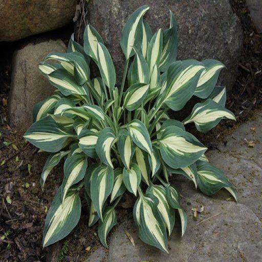 Little%20Treasure%20Hosta%20Plant%20Seeds%20-%20Image%202