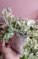 Money Plant ,  (n joy money plant ) , Lawn, & Garden , Money plant real, live plant money. 