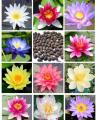 10 Seeds L.otus Aquatic Plant Water Lily Seeds Mix Colors کنول کا پھول. 