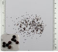 Thyme Herb Seeds Thymus Vulgaris Home Kitchen Gardening Seeds. 