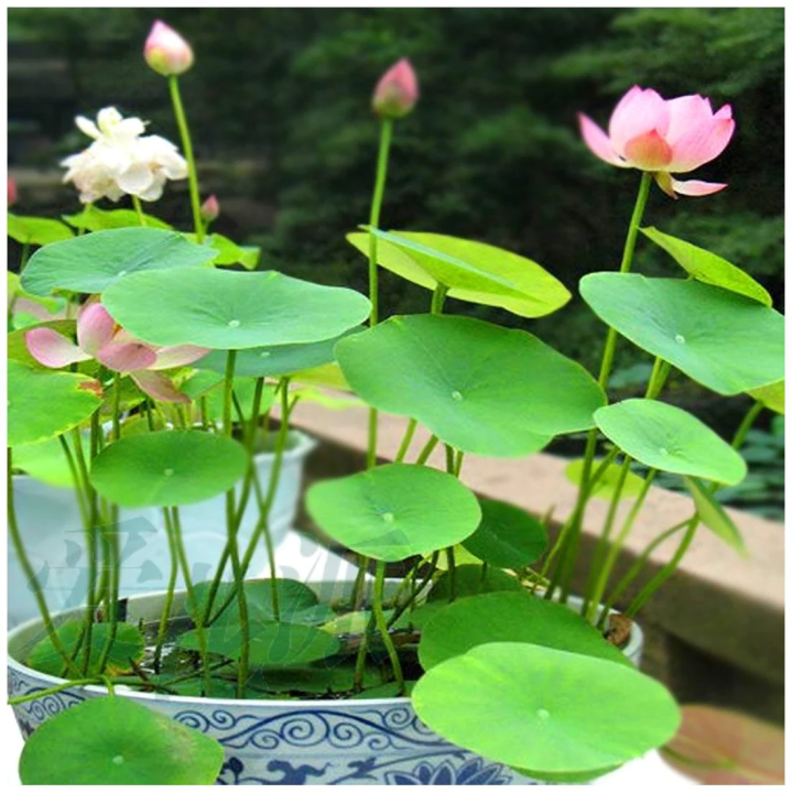 5%20Seeds%20Of%20(KANWAL)%20Aquatic%20Plant%20Mix%20Colors%20-%20Image%203
