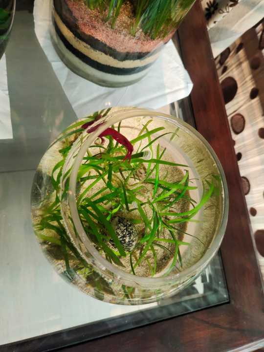 Beige%20sand%20(skin%20sand)%20for%20Aquarium,%20live%20plants,%20fish,%20freshwater%20tank%20and%20resin%20art%20or%20garden%20decoration%20-%20Image%204