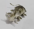 Soft Rubber Rat Toy - Realistic Wild Animal Figure for Kids' Learning & Fun. 