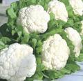Cauliflower (Phool Gobi) seed. 