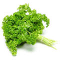 F-1 hybrid Parsley Vegetable Seeds kitchen gardening. 