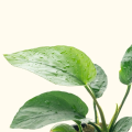 Anubias Barteri  Aquarium Plant. 