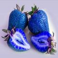 Giant Sweet Blue Strawberry Fruit Seeds. 