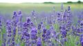 30+ Lavender Seeds ( Herbs Seeds). 