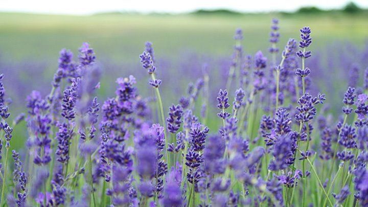 30+%20Lavender%20Seeds%20(%20Herbs%20Seeds)%20-%20Image%206
