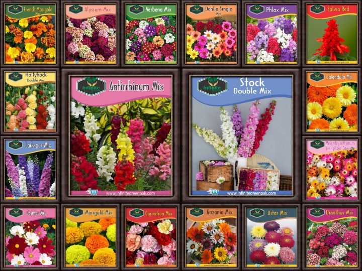 20 Pack Winter Flower seeds for Garden
