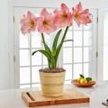 Amaryllis Flower Bulb, 1 Fresh Imported Bulb. 