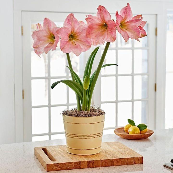 Amaryllis Flower Bulb, 1 Fresh Imported Bulb