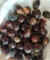 Jaifal (Nutmeg) 100g. 
