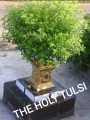 VANA TULSI as WILD TULSI Seeds From HIMALAYAS Lucky MEDICATION Plant With ANTI AGING WEIGHT LOSS HEALTHY HAIR ACNE SKIN PORES REDUCE URIC ACID CLEANSE KIDNEYS RELAX FROM STRESS REDUCE CHOLISTROL ULCERS MOUTH INFECTION INCREASE POSITIVE ENERGY BAD BREATH. 