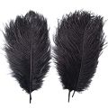 Pack Of 2 - Black Ostrich Feathers – Ostrich Feathers For Sale. 