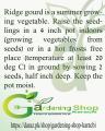 Ridge gourd seeds for kitchen gardeners. 