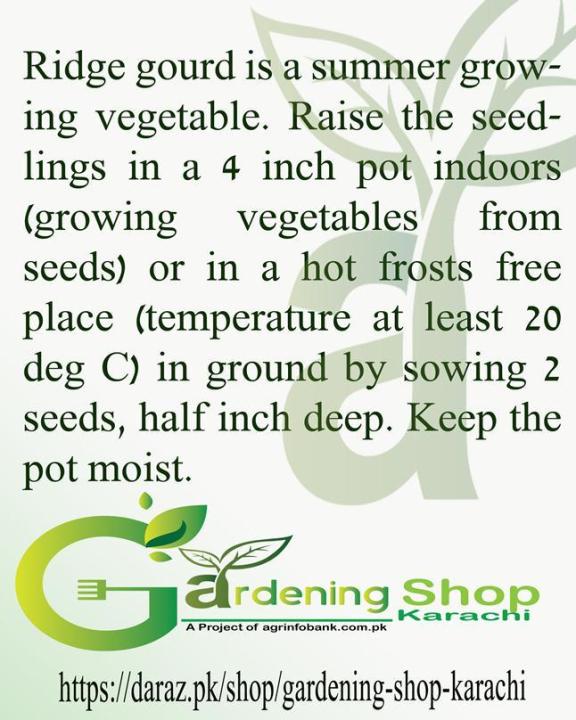 Ridge%20gourd%20seeds%20for%20kitchen%20gardeners%20-%20Image%203