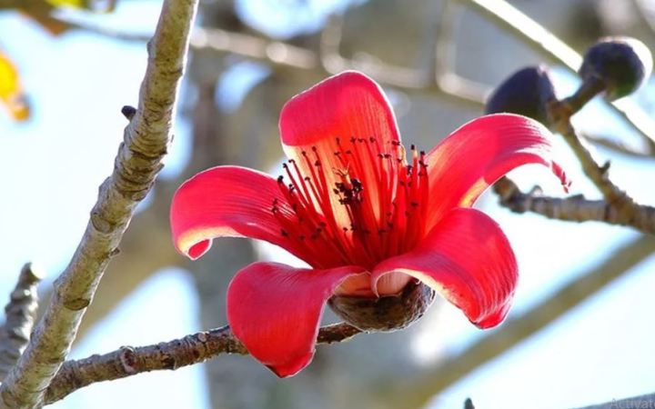 Sumbal%20Seeds%20(Malabar%20Red%20Cotton%20Tree%20Seeds)%20-%20Image%203