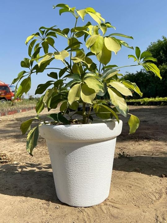 (Pack of 3 & 6) High Quality Fiber Plastic Flower Pot (Multicolor - Height: 8"  &  Dia: 7 inches), Flexible for indoor and outdoor use, Greenness Nursery Multi-Color Well Designed Large Gamla Pot, Nursery Crown Pot for Garden Balcony Flowering Pot