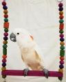 Bird Parrot Toy Common Swing Extra Large - Pet Shop Pak. 