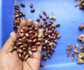 10 Castor oil seeds 100percent germinate for grow caster plant Eranda ( Riccinus communis ) castor been arand treeuse for many purpose. 