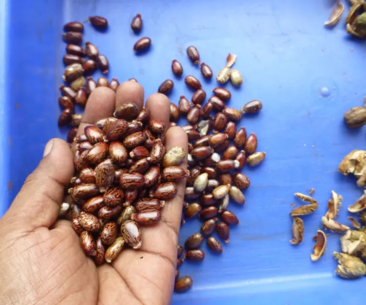 25%20Castor%20oil%20seeds%20100percent%20germinate%20for%20grow%20caster%20plant%20Eranda%20(%20Ricinus%20communis%20)%20castor%20beans%20arand%20tree%20use%20for%20many%20purpose%20-%20Image%202