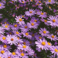 Aster flower mix colour seeds. 
