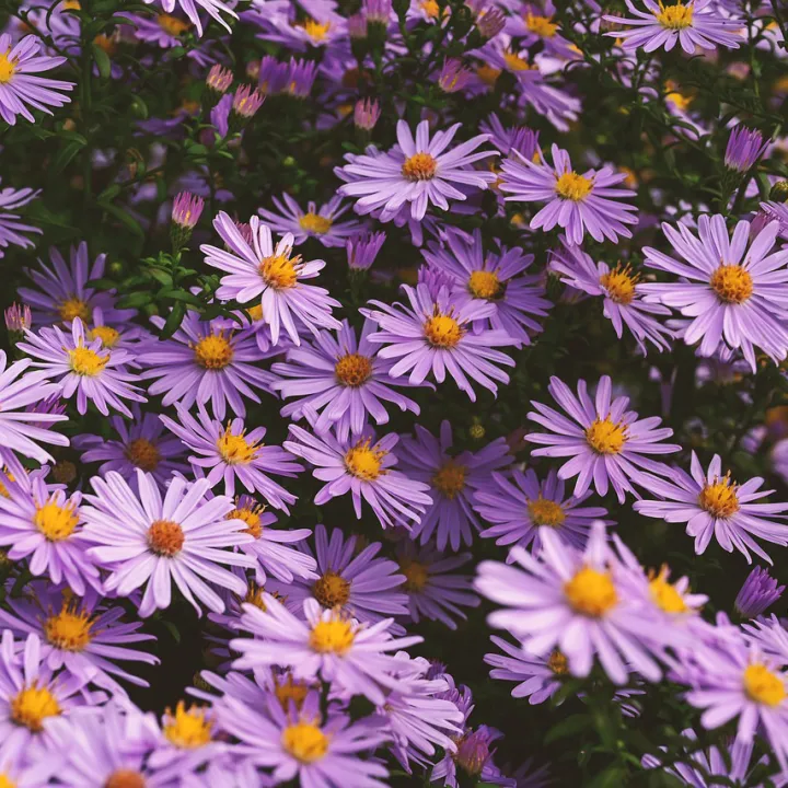 Aster%20flower%20mix%20colour%20seeds%20-%20Image%202