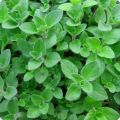 Oregano Herb Seeds Home Kitchen Gardening Seeds. 