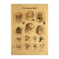 The Head Skull Diagram Vintage Medical Poster Decoration Posters Stickers Home Decor Wall Art Kraft Paper Wall Sticker. 