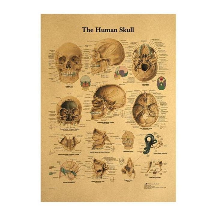 The Head Skull Diagram Vintage Medical Poster Decoration Posters Stickers Home Decor Wall Art Kraft Paper Wall Sticker