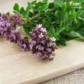Oregano Herb Seeds Home Kitchen Gardening Seeds. 