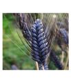 Organic Black Wheat For Eating & Cooking 500 gm. 