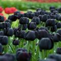 Black Tulip Flower Seeds. 