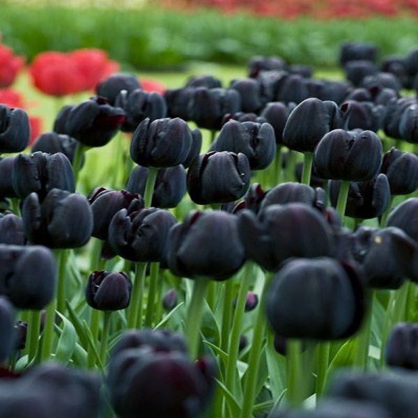 Black Tulip Flower Seeds