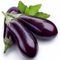 F-1 Hybrid Brinjal long begun vegetable seed kitchen gardening. 
